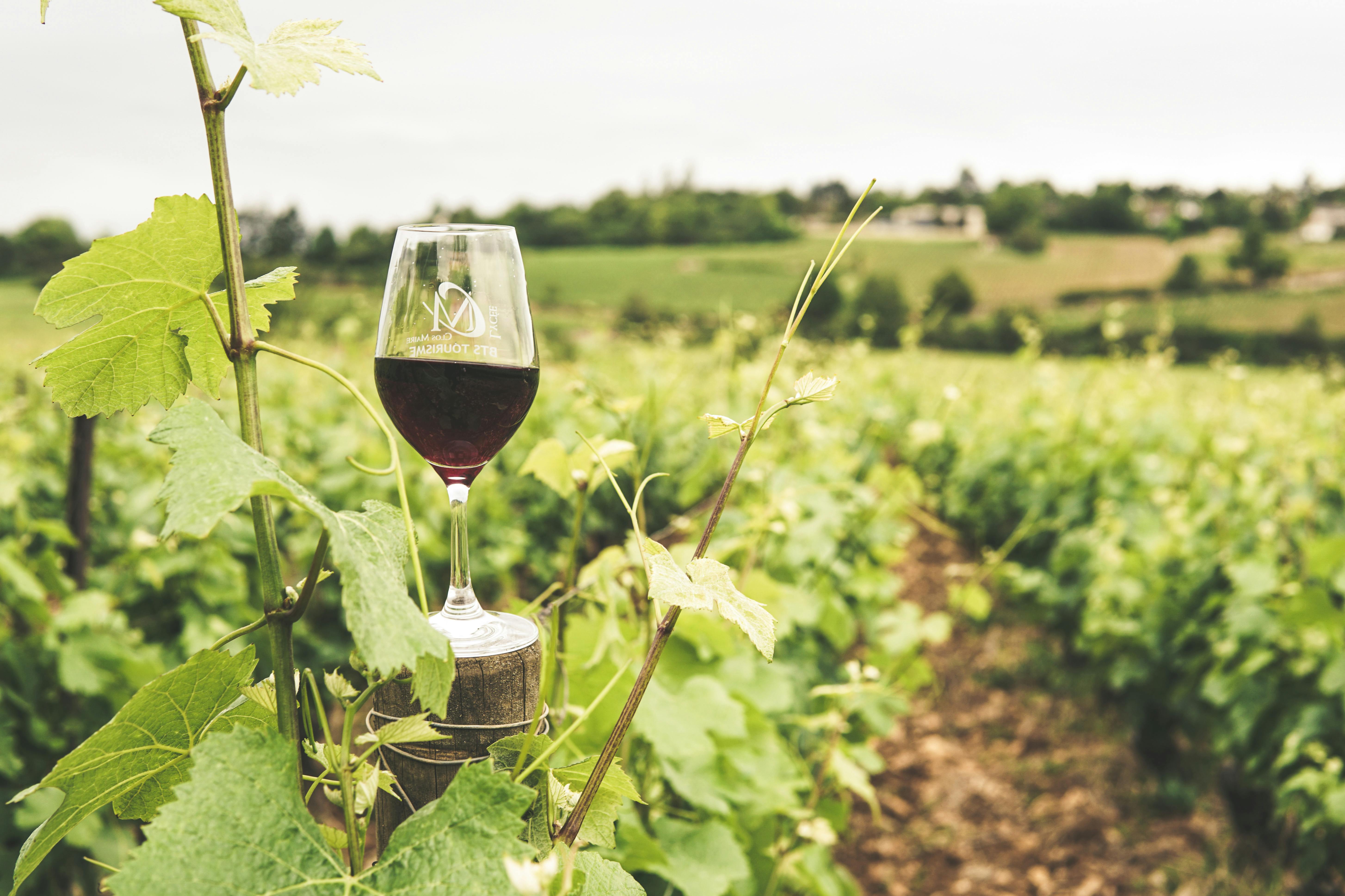 Sacramento Wineries for Romantic Wine Country Dates