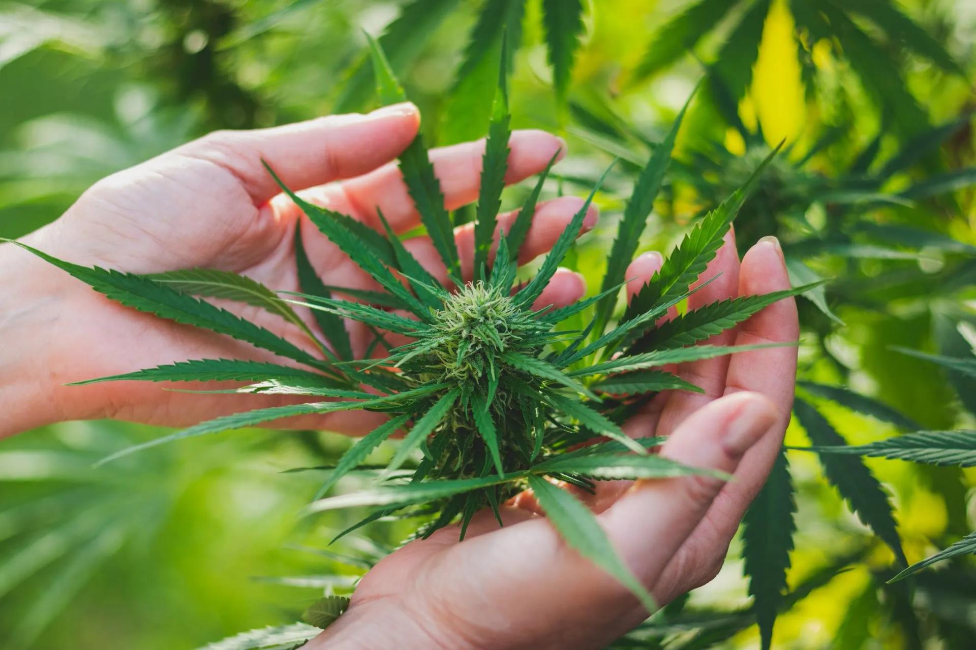 Csc hamburg | Moderne Cannabis-Gemeinschaft